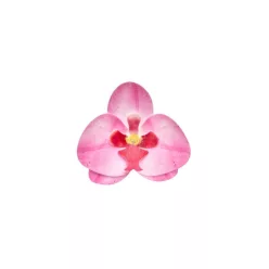 Ostyavirág - Orchidea - Rózsaszín 10 db/doboz