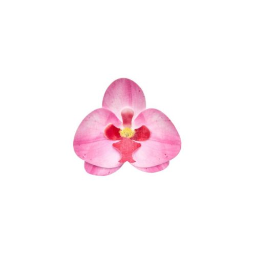 Ostyavirág - Orchidea - Rózsaszín 10 db/doboz