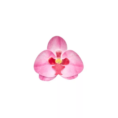 Ostyavirág - Orchidea - Rózsaszín 10 db/doboz