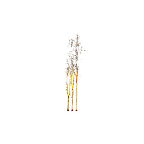 Tortacsillagszóró - kicsi (12cm)
